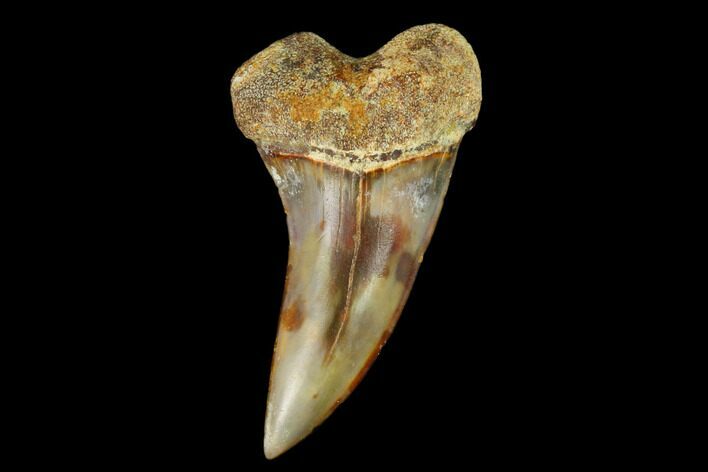Colorful Mako/White Shark Tooth Fossil - Sharktooth Hill, CA #122698
